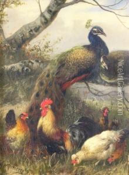 Cockerel And Hens Withpeacocks And A Peahen Oil Painting - Julius Scheurer
