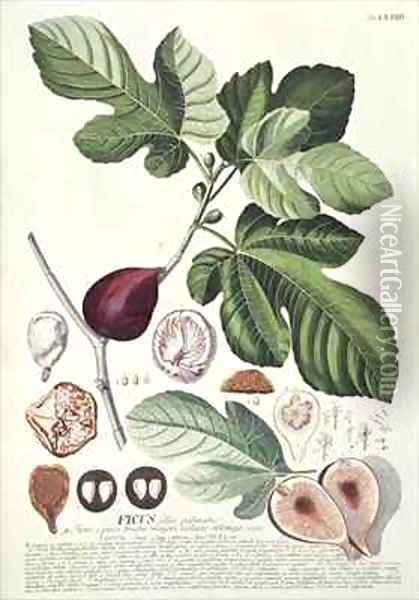 Ficus Fig Oil Painting - Georg Dionysius Ehret