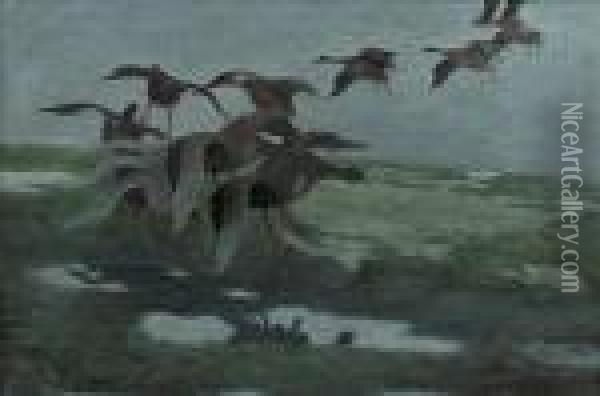 Ducks Descending Into A Marsh Oil Painting - Bruno Andreas Liljefors