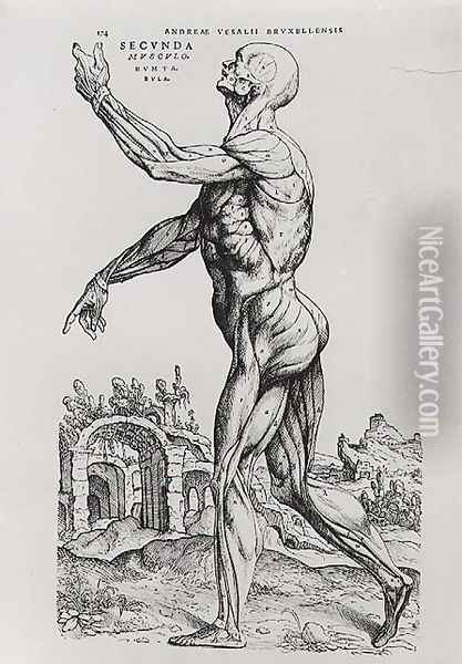 Musculature Structure of a Man Oil Painting - Andreas Vesalius