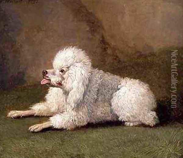 A Belgian Poodle Oil Painting - Filippo Hackert