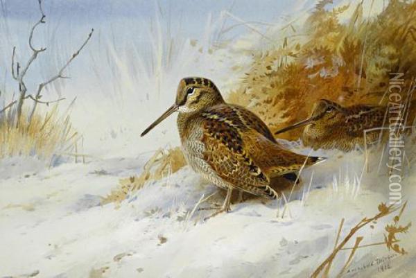 Winter Woodcock Oil Painting - Archibald Thorburn