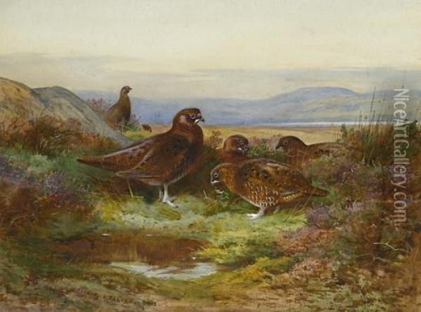 Grouse In Autumn Oil Painting - Archibald Thorburn