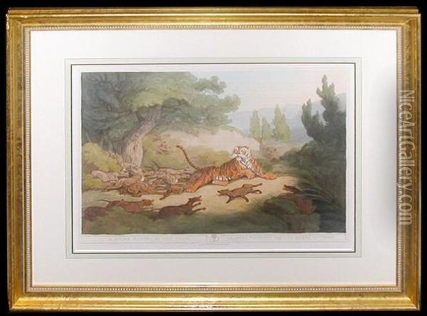 A Tiger Hunted By Wild Dogs Oil Painting - Samuel Howitt
