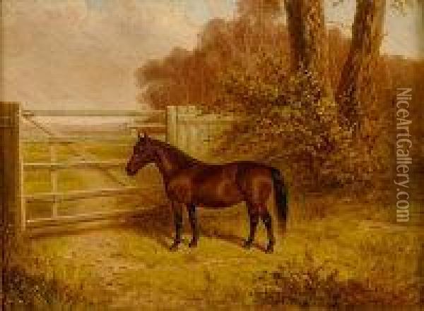 E - Bay Horse In A Field By A Gate Oil Painting - A. Clark