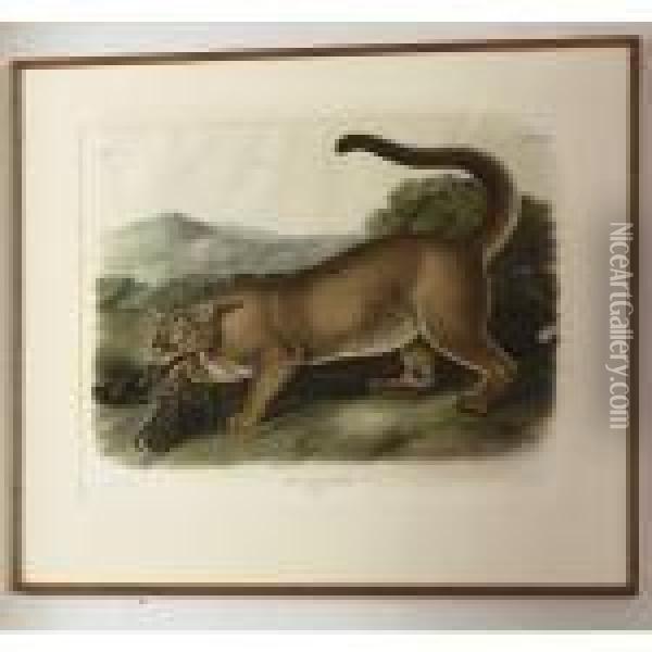 The Cougar Oil Painting - John James Audubon