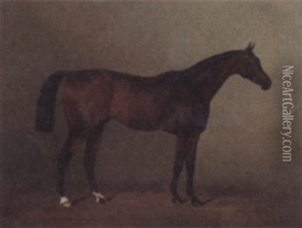 Racehorse 