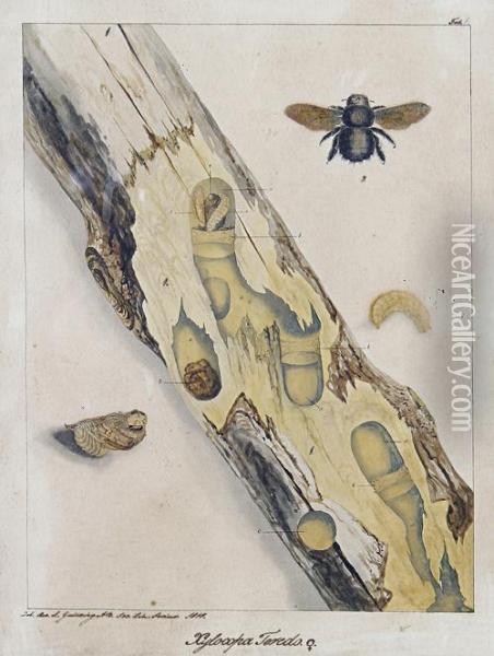 'horia Maculata'; 'xylocopa Teredo' Oil Painting - Rev Landsdown Guilding