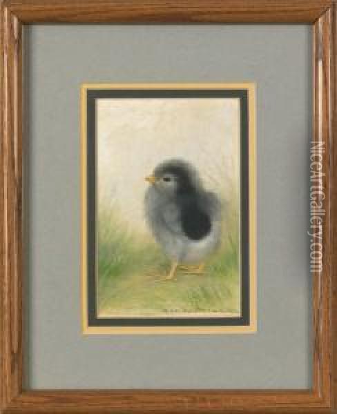 Single Chick Oil Painting - Ben Austrian