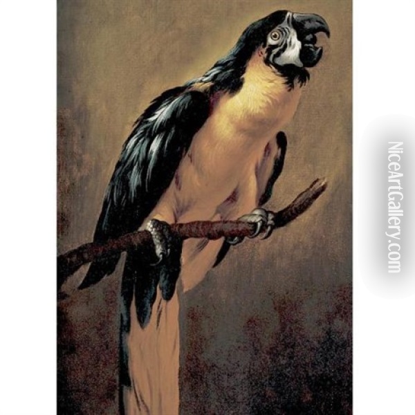 A Blue And Gold Macaw Oil Painting - Pieter Boel
