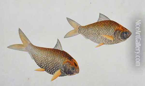 Eekan Troobole, from 'Drawings of Fishes from Malacca', c.1805-18 Oil Painting - Anonymous Artist