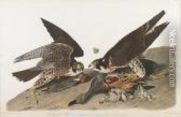 Great-footed Hawk Oil Painting - John James Audubon