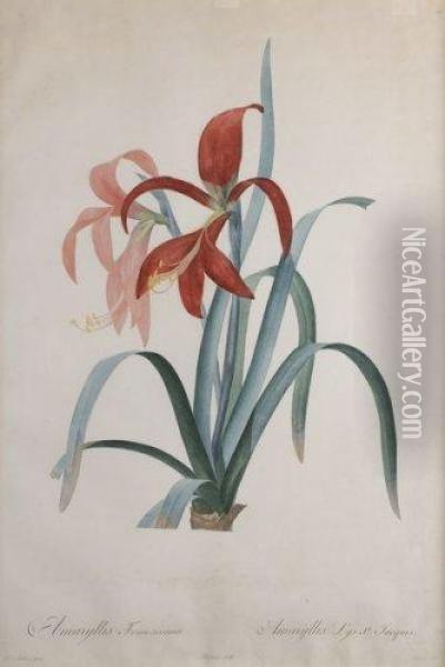 Amaryllis, Planche De La Serie Les Liliacees Oil Painting - Pierre-Joseph Redoute