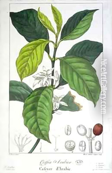 Coffea Arabica (Coffee) Oil Painting - Pancrace Bessa