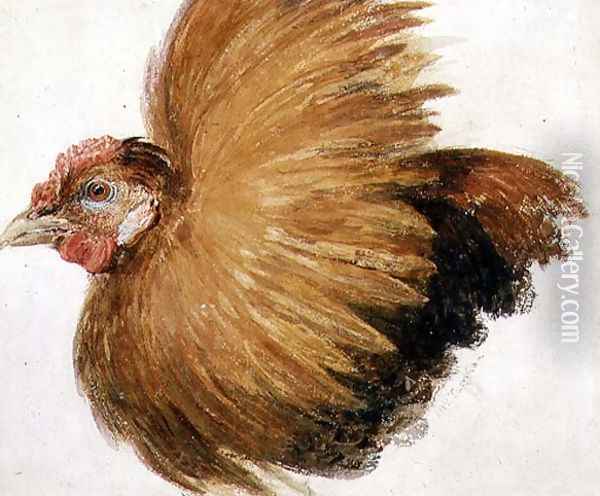 Game-Cock, from The Farnley Book of Birds, c.1816 Oil Painting - Joseph Mallord William Turner