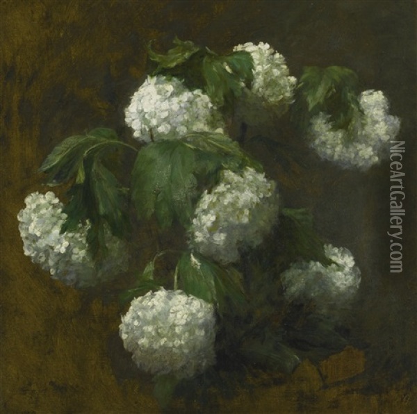 White Hydrangeas Oil Painting - Victoria Dubourg Fantin-Latour