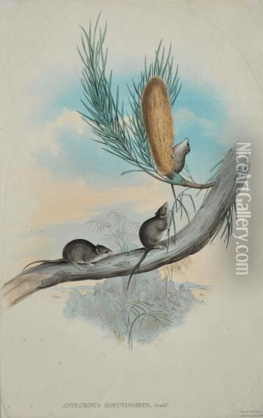 Antechinus Minutissmus Oil Painting - John H. Gould
