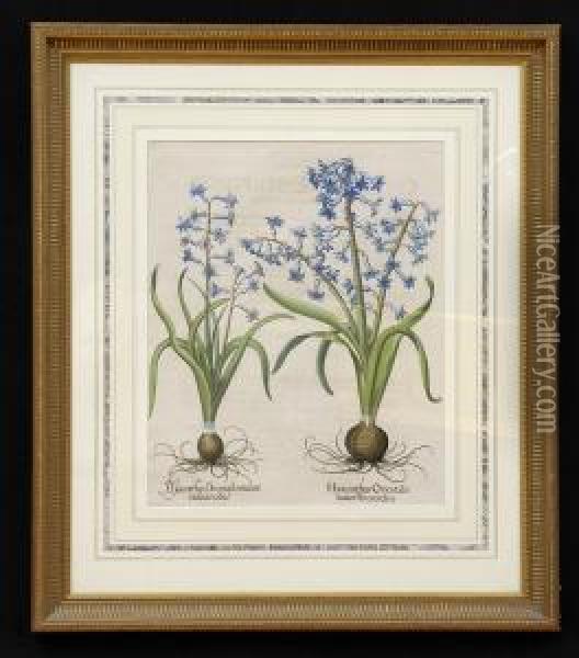 Hyacinthus Orientalis Oil Painting - Basilius Besler