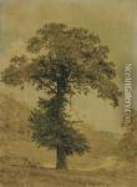 Study Of A Tree Oil Painting - Jasper Francis Cropsey