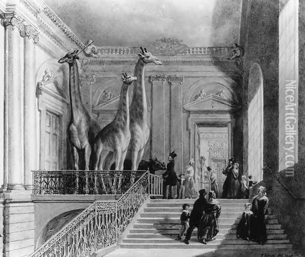 Giraffes on the staircase in the British Museum, 1845 Oil Painting - George the Elder Scharf