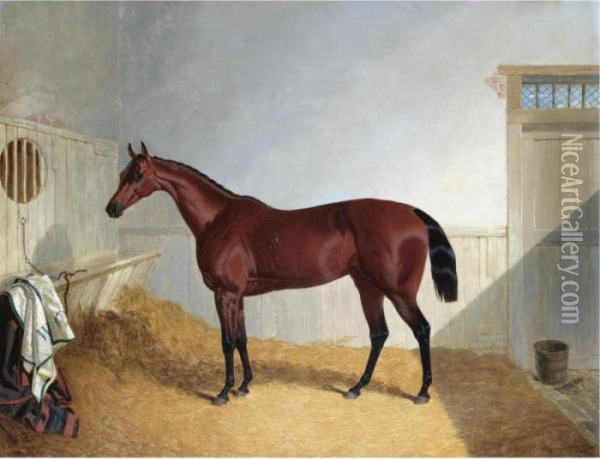 Beeswing, A Dark Bay Racehorse In A Stable Oil Painting - John Frederick Herring Snr
