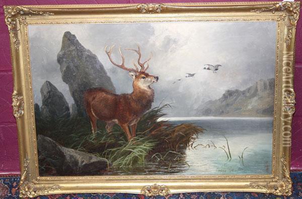 Stag And Mallards Beside A Loch Oil Painting - Clarence Roe