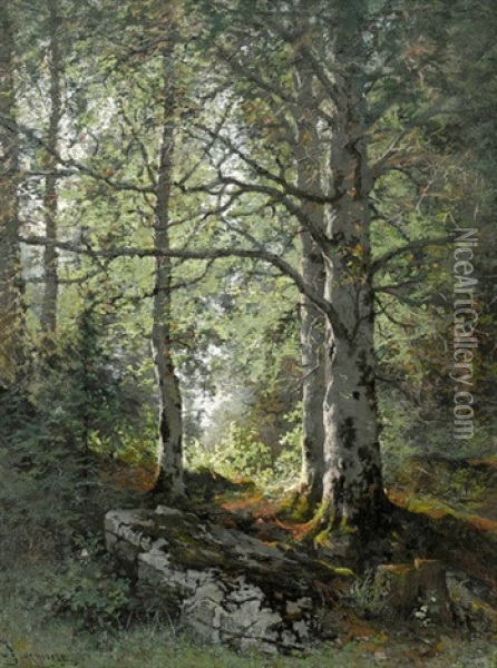 Sonnige Waldpartie Mit Buchen Oil Painting - Edouard Jeanmaire