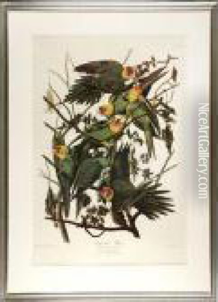 Carolina Parrot Oil Painting - John James Audubon