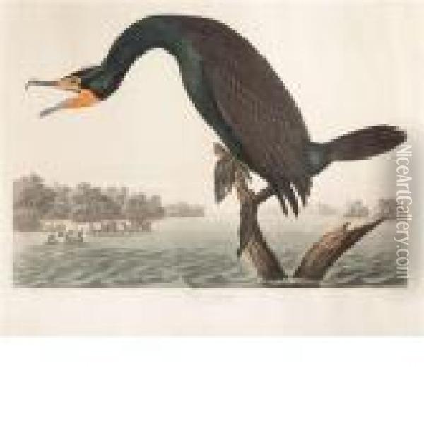 Florida Cormorant Oil Painting - John James Audubon