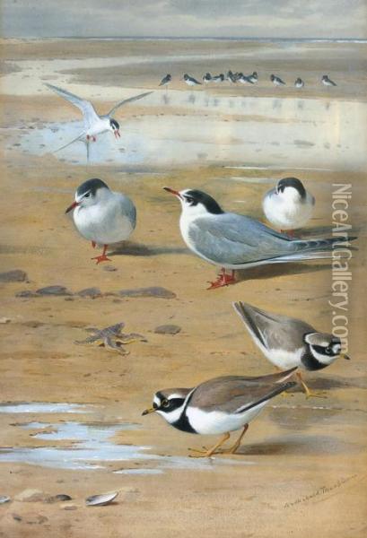 Ringed Plovers And Terns Oil Painting - Archibald Thorburn