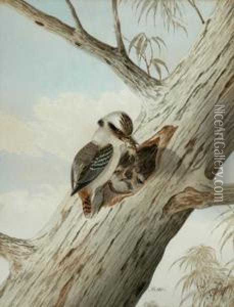 Snr Kookaburrafeeding Young 
With Mouse Watercolour Signed 'n. Cayley Sydney No.103' Lower Right 36.5
 X 28 Cm Oil Painting - Neville Henry P. Cayley