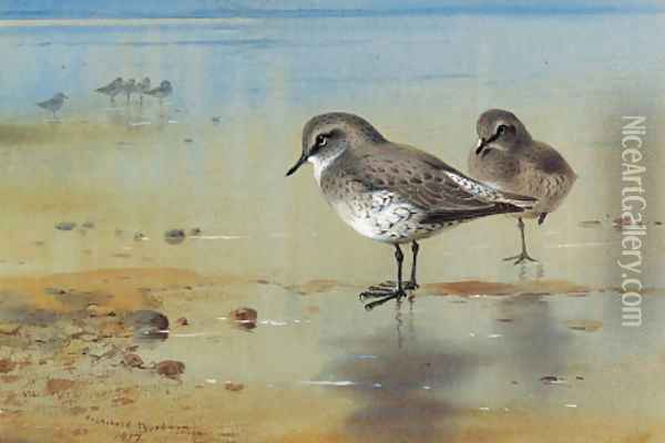 Grey plover at the water's edge Oil Painting - Archibald Thorburn