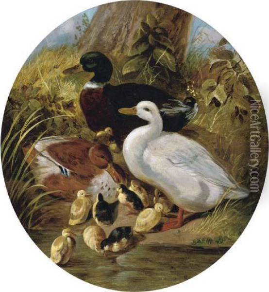 The Bank Of The Duck Pond Oil Painting - John Frederick Herring Snr