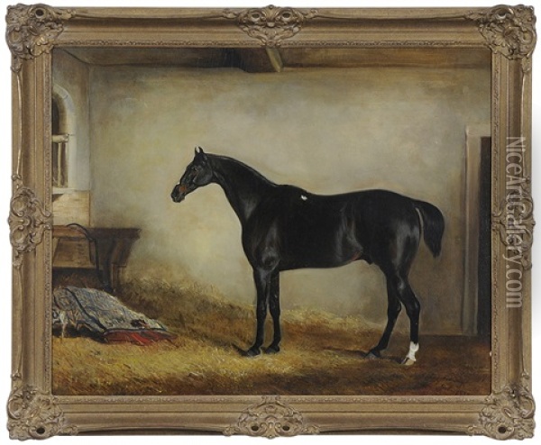 Dark Bay Hunter In A Loose Box Oil Painting - John E. Ferneley