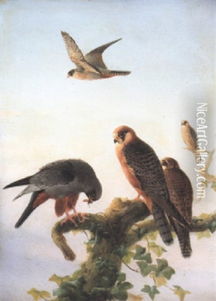 Red-footed Falcons Oil Painting - Josef Wolf