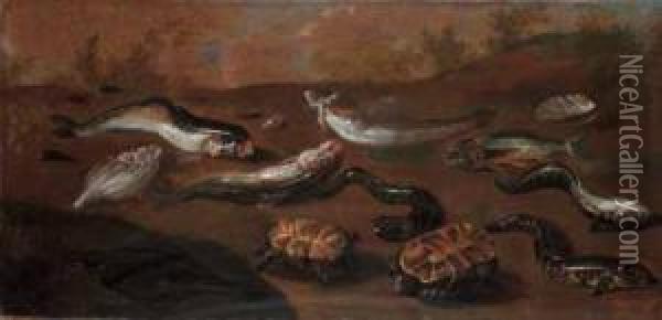 Natura Morta Con Pesci E Tartarughe Oil Painting - Paolo Porpora