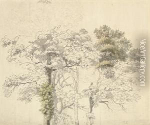 Study For A Tree, Possibly At Virginia Water Oil Painting - Thomas Sandby