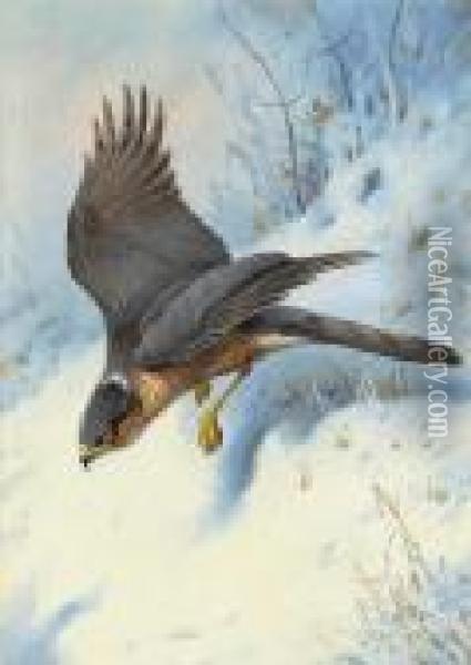 A Sparrow-hawk In Flight Oil Painting - Archibald Thorburn