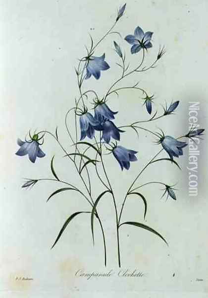 Campanula, engraved by Victor, from Choix des Plus Belles Fleurs, 1827-33 Oil Painting - Pierre-Joseph Redoute