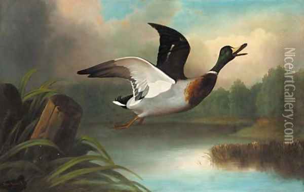 A mallard in flight Oil Painting - John Russell