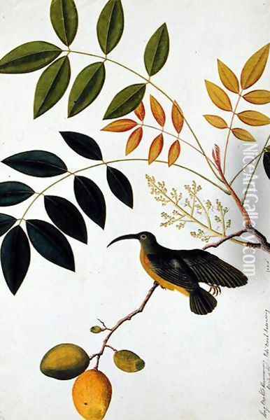 Long-beaked Humming Bird, Poko Booah Kadonong, from 'Drawings of Birds from Malacca', c.1805-18 Oil Painting - Anonymous Artist