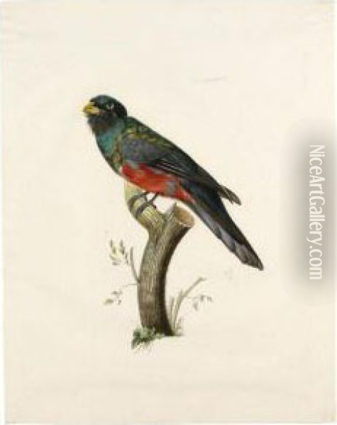 Male South American Trogon (trogonidae Sp.) Oil Painting - Jacques Barraband