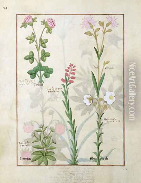 Top row- Red clover and Aube. Bottom row- Bellidis species, Onobrychis and Hyssopus nemorum, illustration from The Book of Simple Medicines, by Mattheaus Platearius d.c.1161 c.1470 Oil Painting - Robinet Testard