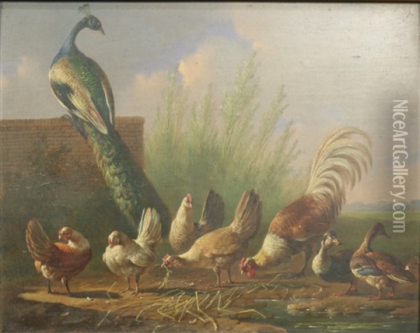 Kippen, Eenden En Een Pauw Bij Een Tuinmuur Oil Painting - Albertus Verhoesen