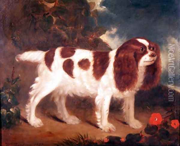 King Charles Spaniel Oil Painting - William Thompson