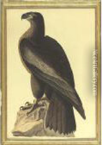 The Bird Of Washington (plate 11) Oil Painting - John James Audubon