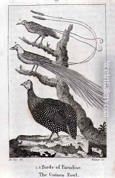 Birds of Paradise and a Guinea Fowl, from A History of the Earth and Animated Nature, by Oliver Goldsmith, published in London, 1816 Oil Painting - Jacques de Seve