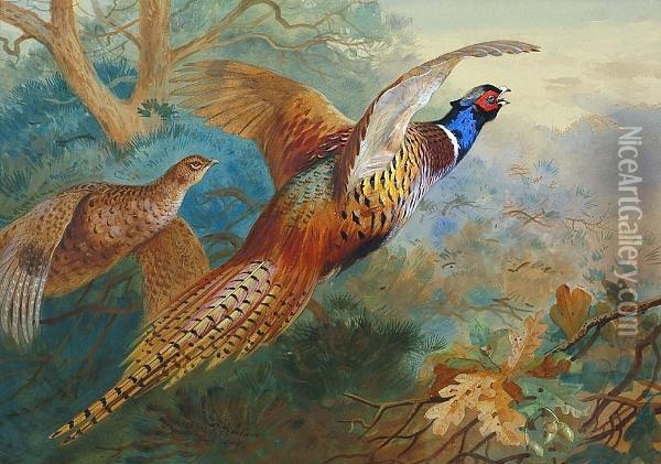 Flushed Pheasants, Autumn Oil Painting - Archibald Thorburn