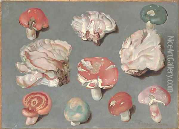 Studies of fungi, including three examples of pinkish-white Bracket fungi (possibly Rigidoperus ulmarius), and edible mushrooms Russula xerampelina Oil Painting - Ferdinand Phillip de Hamilton