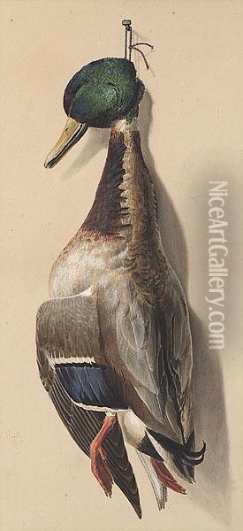 Nature Morte: Mallard Or Green-headed Duck Oil Painting - Achille Perelli